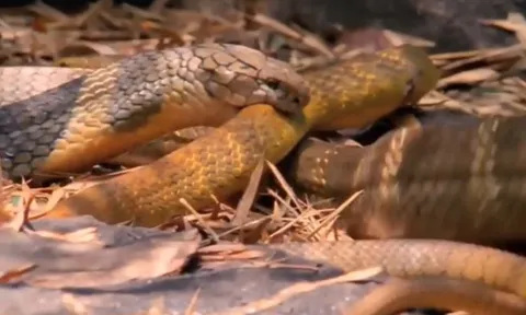 CLIP: Từ kẻ đi săn trở thành con mồi, rắn săn chuột nhận kết cục bi thảm khi đối đầu hổ mang chúa