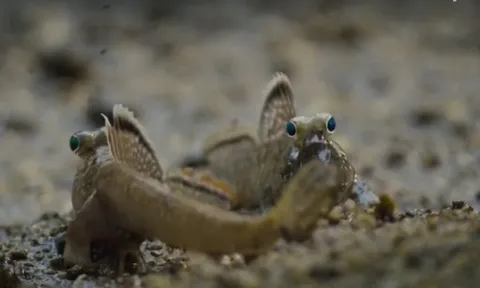 CLIP: Cuộc chiến giành bạn tình đầy khốc liệt của loài cá sống trên cạn