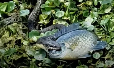 CLIP: Cảnh tưởng rùng rợn của rắn khi nuốt chửng con cá khủng khiến người xem bất ngờ