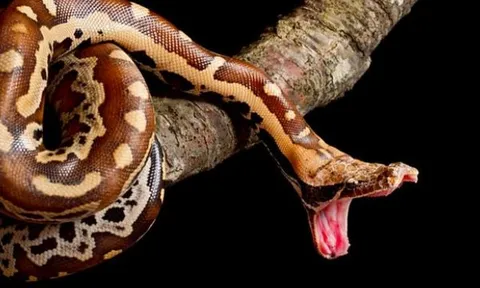 Báu vật Việt Nam: Loài 'mãng xà' mệnh danh kiệt tác tự nhiên đẹp hiếm thấy, cả thế giới chỉ 5 nước có