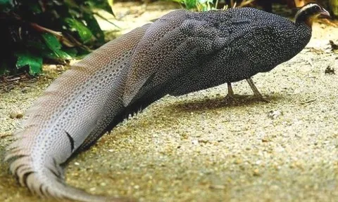 Báu vật của dãy Trường Sơn: Loài động vật cực kỳ quý hiếm cả thế giới chỉ 2 nước có, IUCN khẩn cấp bảo vệ