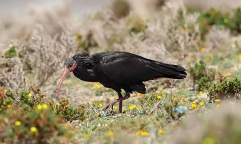 Báu vật của trời: Loài chim tuyệt chủng 300 năm trước bỗng 'tái xuất', cả thế giới chỉ còn hơn 500 con