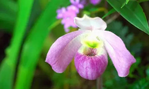 Báu vật của rừng: Loài hoa lan độc nhất vô nhị trên thế giới, chỉ Việt Nam có, 'núi tiền' không mua nổi!