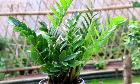 Cổ nhân có câu: “Nếu trồng 4 loại hoa trong nhà thì gia đình sẽ thịnh vượng'