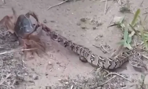 CLIP: Rắn phì châu Phi có phản ứng 'sốc' khi đụng độ cua