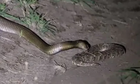 CLIP: Đối đầu với rắn hổ mang, loài rắn được mệnh danh là 'cỗ quan tài sống' vẫn phải trả giá bằng cả tính mạng