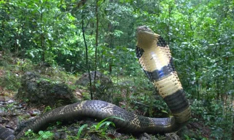 Loài rắn hổ mang chúa mới được tìm thấy ở Đông Nam Á đã vào ngay Sách Đỏ: Phá vỡ "định kiến" 200 năm