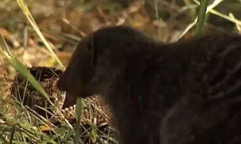 CLIP: Đụng độ rắn phì châu Phi, cầy Mangut gọi '500 anh em' tới giúp và cái kết