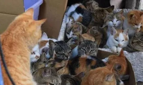 Có hơn 50.000 con mèo sống trên 'Đảo mèo', Nhật Bản, chúng đến từ đâu? Ngoài việc bắt chuột còn có thể bắt cá dưới biển