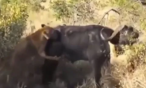 CLIP: Bị 2 con sư tử tóm gọn và cắn cổ, trâu rừng vẫn có màn thoát chết ngoạn mục