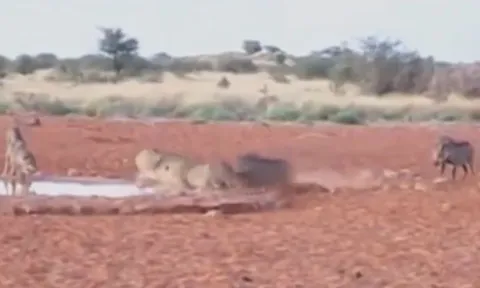 CLIP: Báo đốm bị lợn rừng húc văng vì tội lề mề