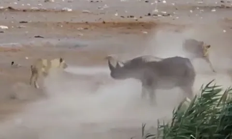 CLIP: Thấy tê giác mang thai bị trượt chân xuống đầm lầy, 3 con sư tử lao lại tấn công rồi nhận cái kết bẽ mặt