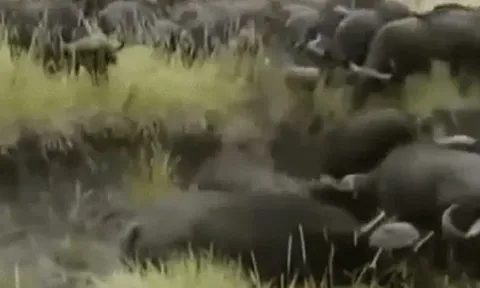 CLIP: Leo lên cây để lánh nạn, sư tử vẫn bị đàn trâu rừng 'hành' đến chết