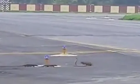 CLIP: 3 con cầy mangut hợp sức tấn công rắn hổ mang và cái kết khó đoán