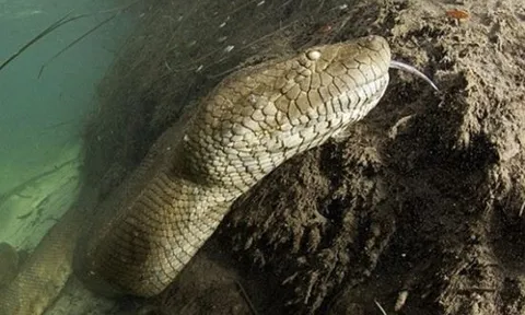 Những ‘quái vật’ gây chấn động vì xuất hiện ở Việt Nam: Số 1 gây ám ảnh, số 3 bí ẩn chưa có lời giải