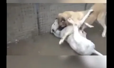 CLIP: Trận chiến không khoan nhượng giữa chó ngao Pakistan đối đầu chó Kangal – Kết cục đầy bất ngờ!