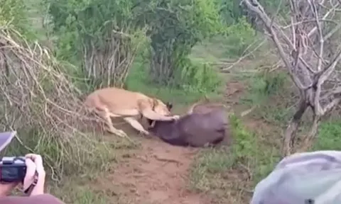 CLIP: Bị sư tử ngoạm chặt cổ, linh dương vẫn có màn 'lật kèo' khiến kẻ đi săn bẽ mặt