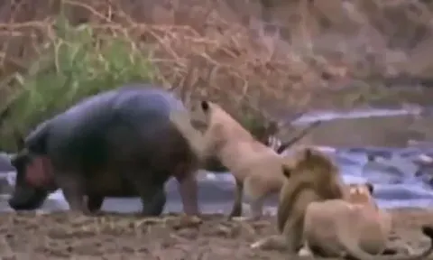 CLIP: Cả gan vỗ mông hà mã, sư tử bị cắn gãy hàm