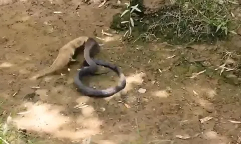 CLIP: Đụng độ cầy mangut, rắn hổ mang nhận cái kết cực kỳ thê thảm