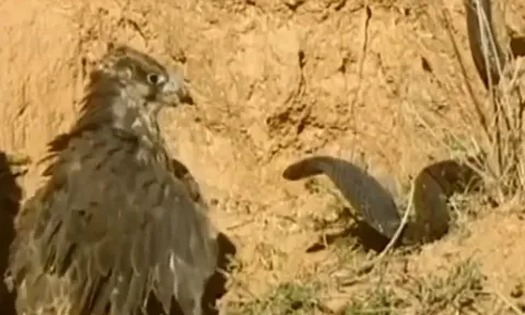 CLIP: 'Nín thở' xem màn tử chiến giành địa bàn của chim ưng và rắn hổ mang 'khủng'