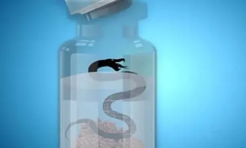 Tại sao rắn độc đã ngâm rượu cả năm trời, khi mở nắp bình vẫn vọt lên cắn người bị thương?