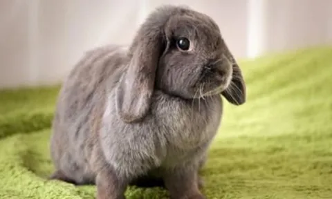 Trên mông thỏ cưng đột nhiên xuất hiện một đốm trắng, tưởng bị thương, nhưng đến gần lại không nhịn được cười