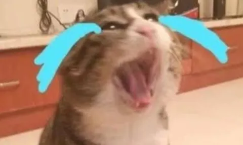 Những chú mèo 'đoản mệnh' có những đặc điểm này, mong thú cưng nhà bạn không mắc phải