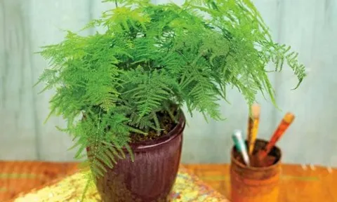 Trồng “4 loại cây xanh” này ở nhà như lắp máy không khí, sức khỏe cả nhà tốt hơn hẳn