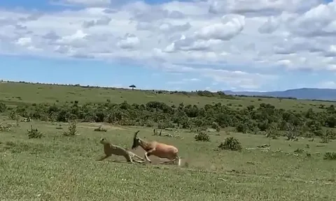 CLIP: Con non bị tấn công, linh dương nổi điên truy sát báo đốm và cái kết khó tin