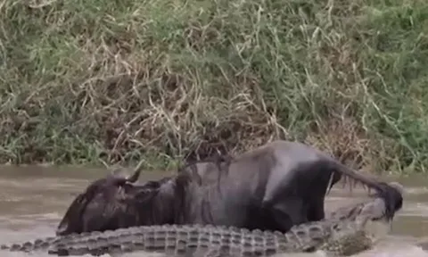 CLIP: Bị cá sấu tóm được, linh dương đầu bò vẫn thoát chết ngoạn mục