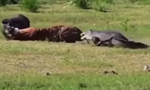 CLIP: Bị cá sấu tấn công bất ngờ, hổ có hành động khiến người xem 'sốc' ngang