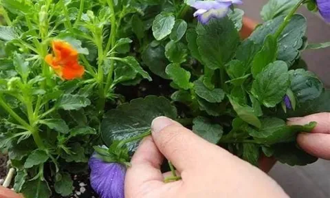 Khi trồng hoa tại nhà hãy ghi nhớ tưới “6 loại nước” này thì cây sẽ phát triển mạnh mẽ um tùm và hoa nở rộ