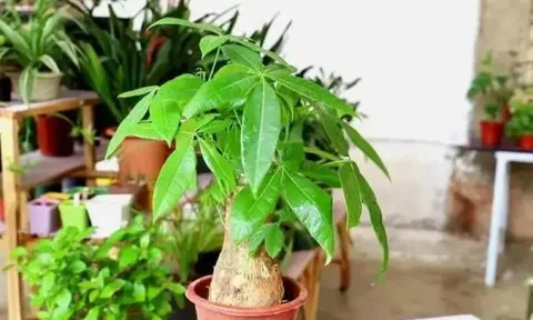 5 cây cảnh rất hiếm nở hoa, nếu bỗng nhiên nở hoa ắt có 'điềm báo mừng', gia chủ cần chuẩn bị