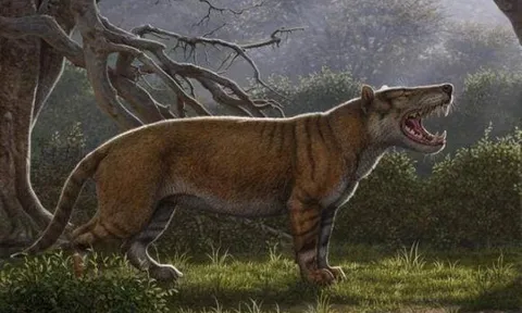Quái vật 22 triệu năm trước: Nặng hơn 2 tấn, ăn cả voi, may mắn nó không sống ở thời hiện đại