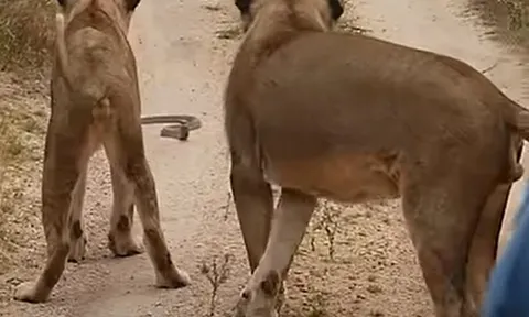 CLIP: Bắt gặp rắn hổ mang săn mồi giữa đường, sư tử làm ra hành động khiến người xem 'sốc'