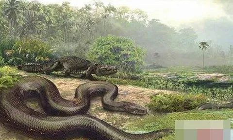 Hé lộ về trăn Titan cổ đại, tuyệt chủng 60 triệu năm trước, là loài rắn lớn nhất thế giới chưa được giải mã