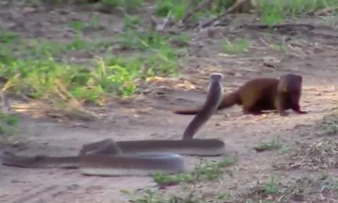 CLIP: Cầy Mangut ác đấu với rắn Mamba đen vì lý do thiêng liêng