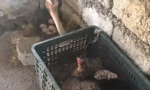 CLIP: Gà mẹ 'tung chiểu hiểm', hạ gục 2 con rắn hổ mang có ý định ăn cắp trứng