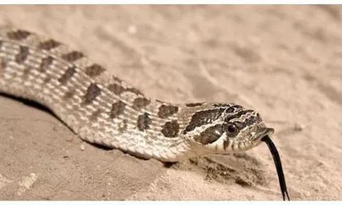 Là loài rắn độc, tại sao rắn hổ mang hognose lại “diễn trò giả chết” khi gặp nguy hiểm và không bao giờ dám tấn công?