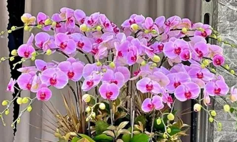 6 loại cây 'hút tài lộc' nhất định phải trồng trong năm 2025, vừa rước may mắn vào nhà, vừa mang lại vận khí cho gia chủ