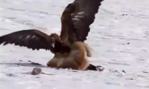 CLIP: Đại bàng "khổng lồ" dùng cặp móng sắc nhọn hạ gục chó sói trong tích tắc