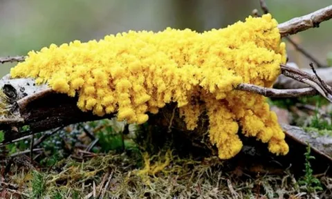 Sinh vật ‘bí ẩn nhất tự nhiên’: Không não vẫn 'học' được, có hơn 700 giới tính