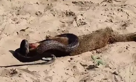 CLIP: Mãn nhãn khi xem màn tử chiến 'nảy lửa' của cầy mangut và rắn hổ mang