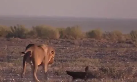 CLIP: Đụng độ sư tử, lửng mật nhận cái kết không ai tin là sự thật