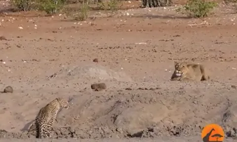 CLIP: Sư tử phục kích tấn công báo đốm và cái kết