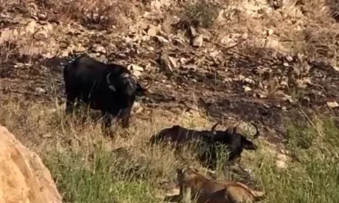 CLIP: Trâu rừng nghĩa hiệp tới giải cứu đồng loại bị sư tử 'xẻ thịt' nhưng cái kết mới gây chú ý