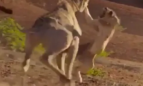 CLIP: Đi săn hươu cao cổ, sư tử bị con mồi đạp cho nhừ xương