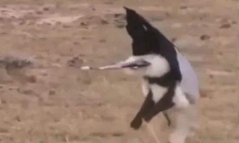 CLIP: Đụng độ 'sát thủ của rắn độc', rắn hổ mang nhận cái kết bi thảm