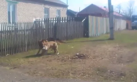 CLIP: Cuộc so tài sức mạnh nảy lửa giữa chó Pitbull và Béc-giê