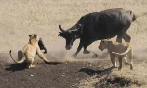 CLIP: Trâu rừng mẹ hy sinh cả tính mạng để cứu con nhưng cái kết quá buồn